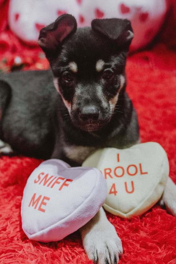 Enlarge Cali litter - Bo, located in NV, a Adoptable mixed breed in Imlay City, MI image 3/6