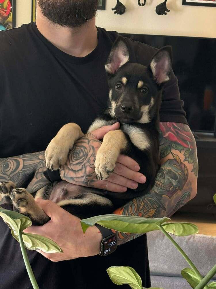 Cali litter - Bo, located in NV — thumbnail 4