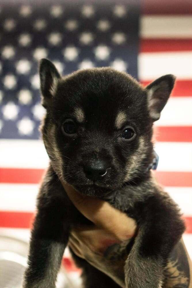 Cali Litter  Bo thumbnail 4