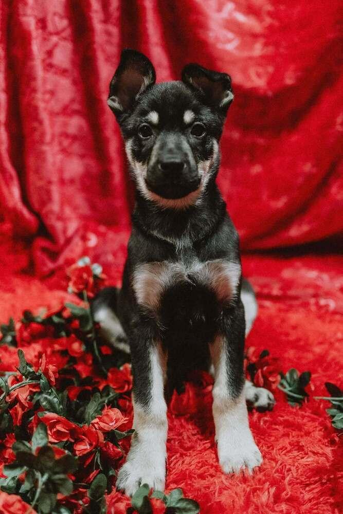 Enlarge Cali litter - Bo, located in NV, a Adoptable mixed breed in Imlay City, MI image 5/6