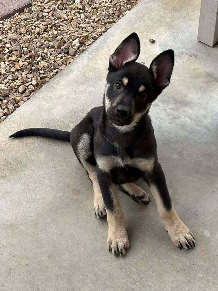 Enlarge Cali litter - Bo, located in NV, a Adoptable mixed breed in Imlay City, MI image 6/6