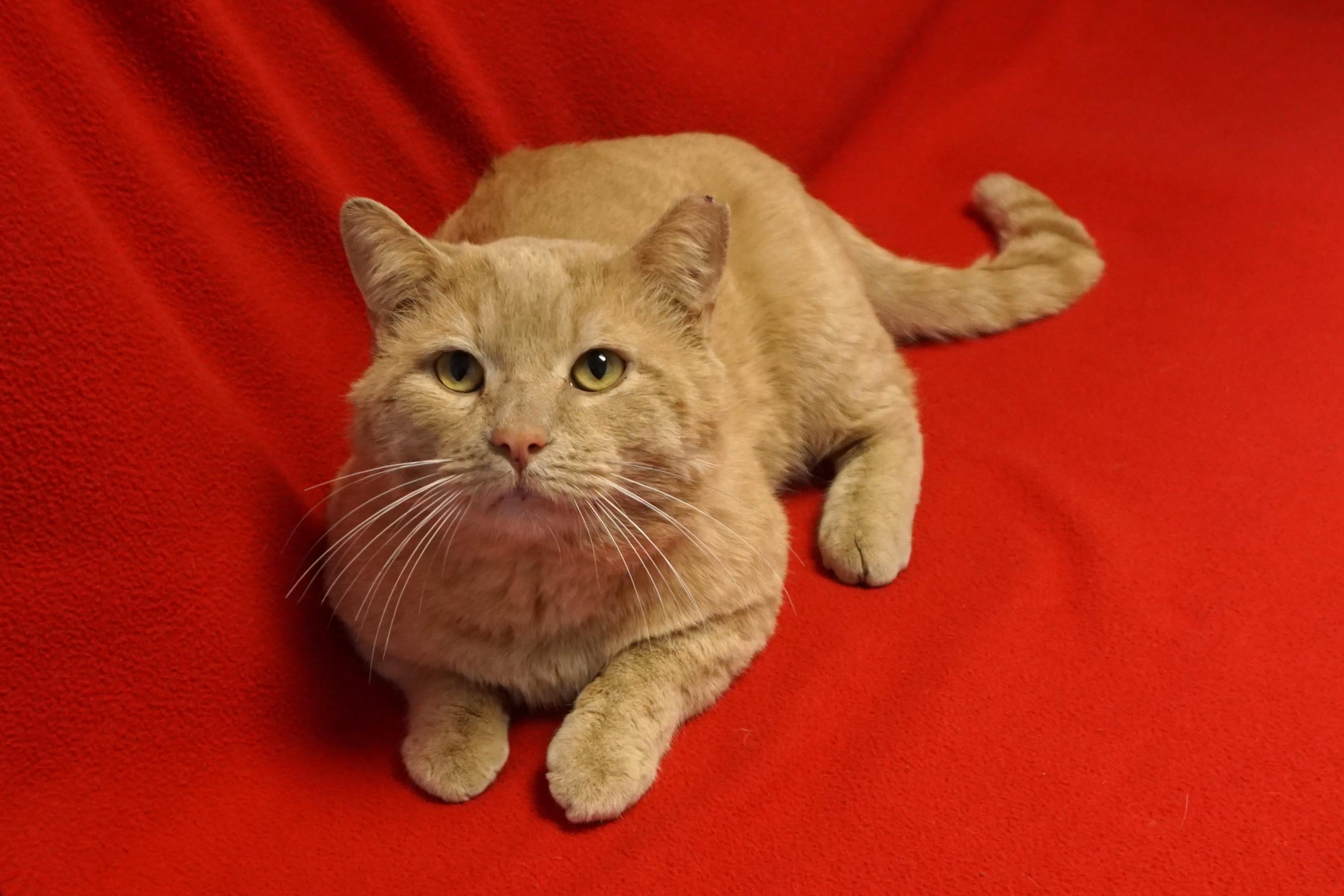 OCee, adopted, Adult Male Domestic Short Hair.