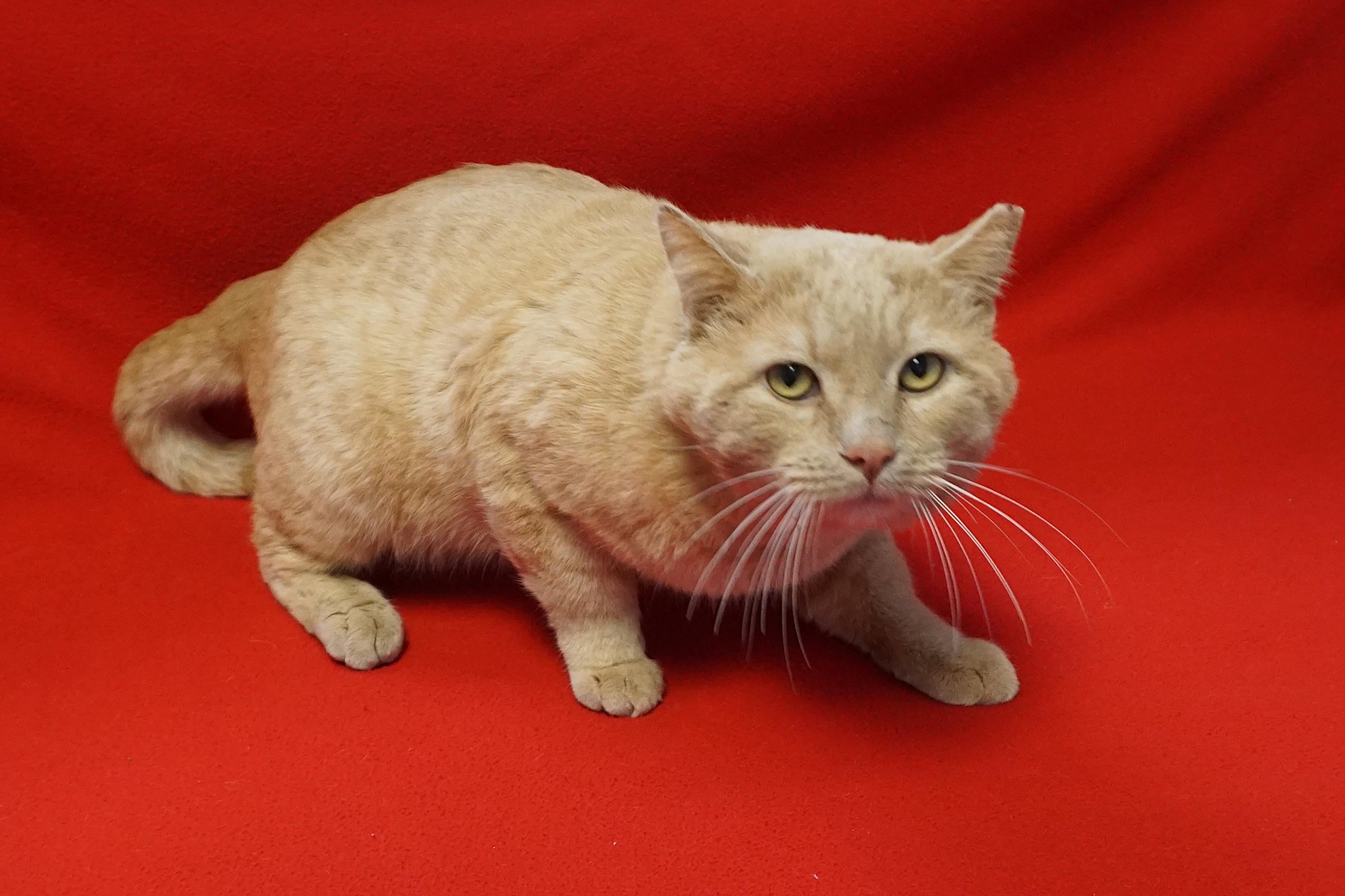 OCee, an adopted Domestic Short Hair in Fountain Hills, AZ image 5/5