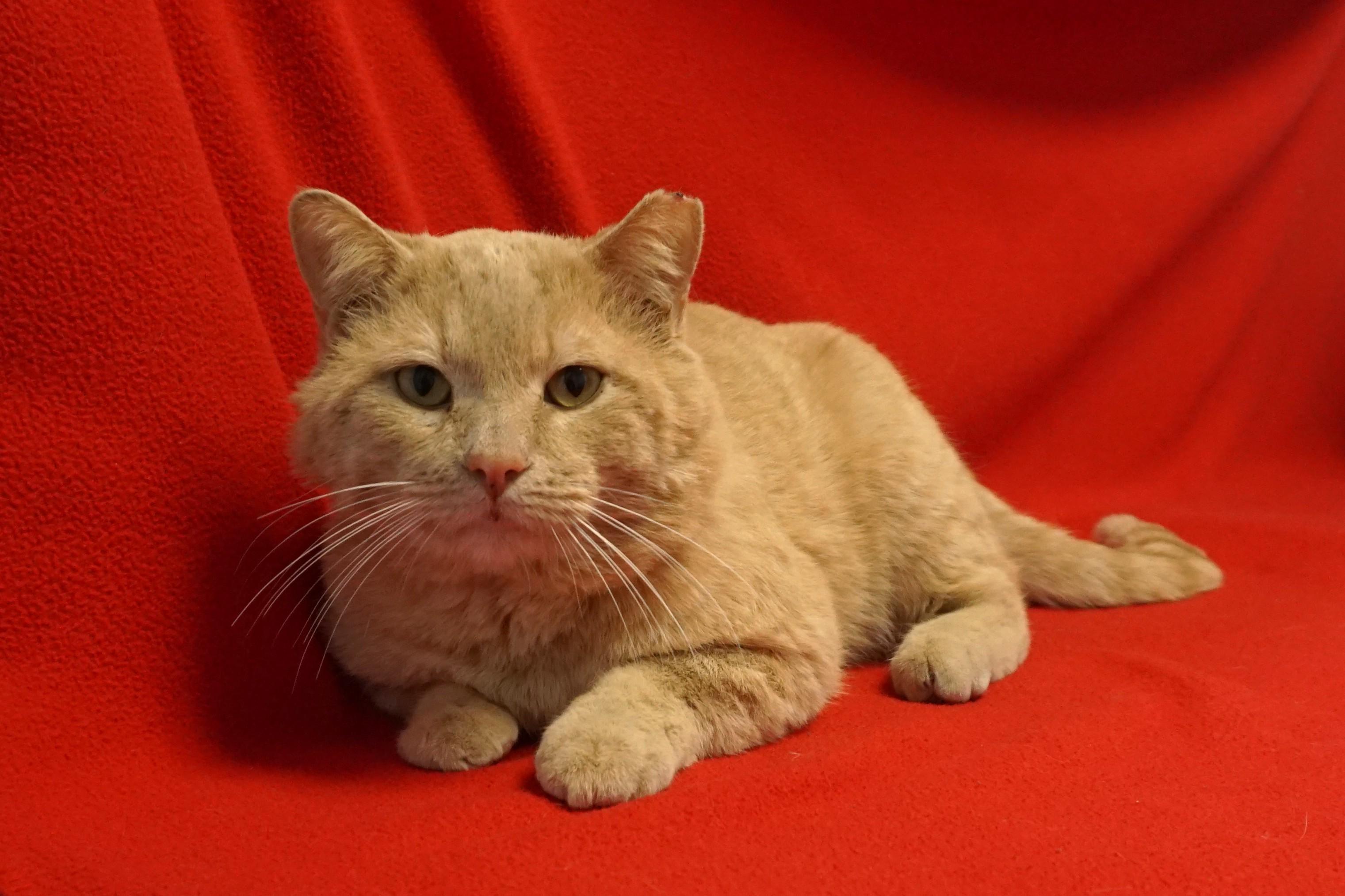 OCee, an adopted Domestic Short Hair in Fountain Hills, AZ image 3/5