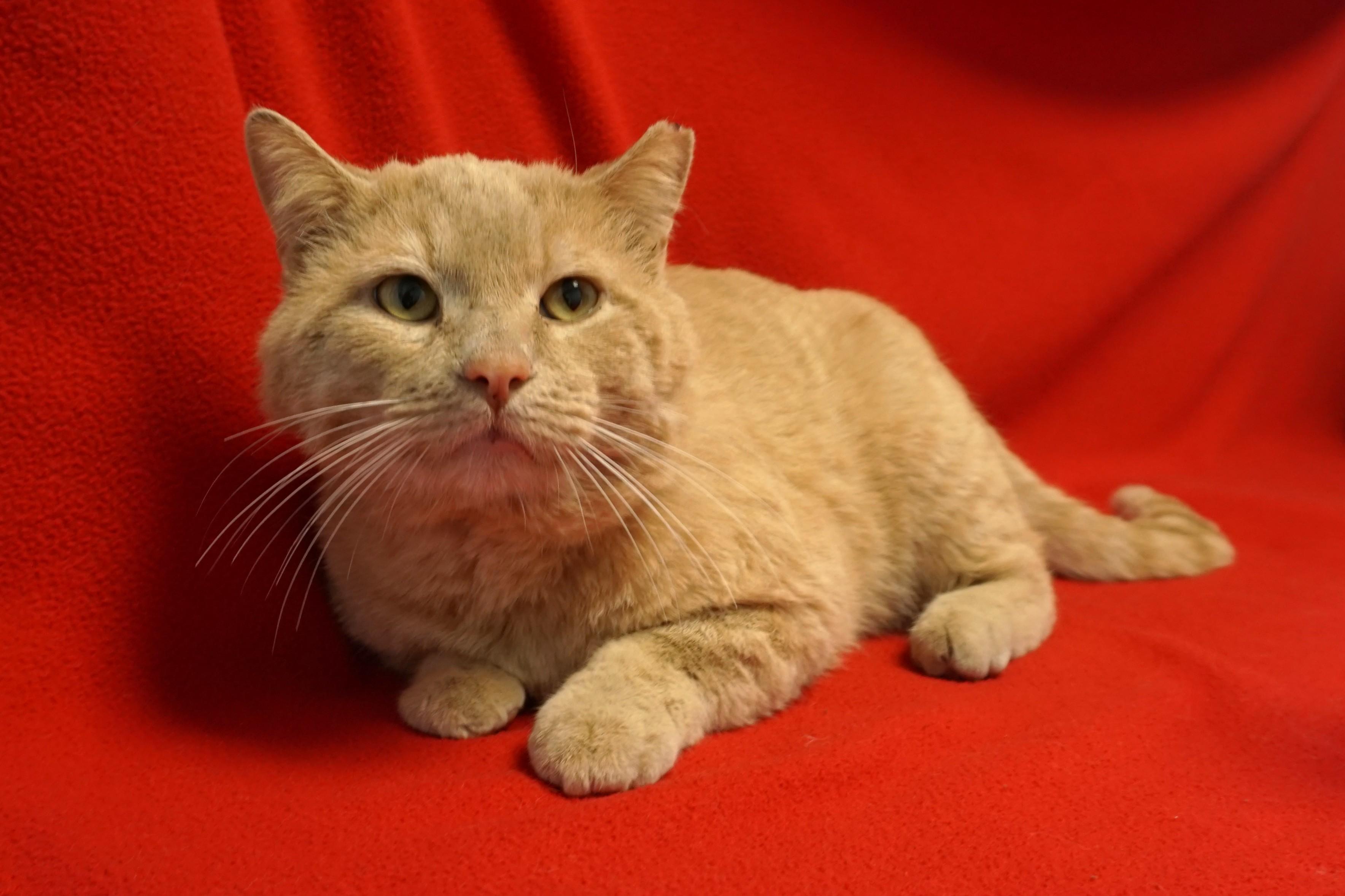 OCee, an adopted Domestic Short Hair in Fountain Hills, AZ image 2/5