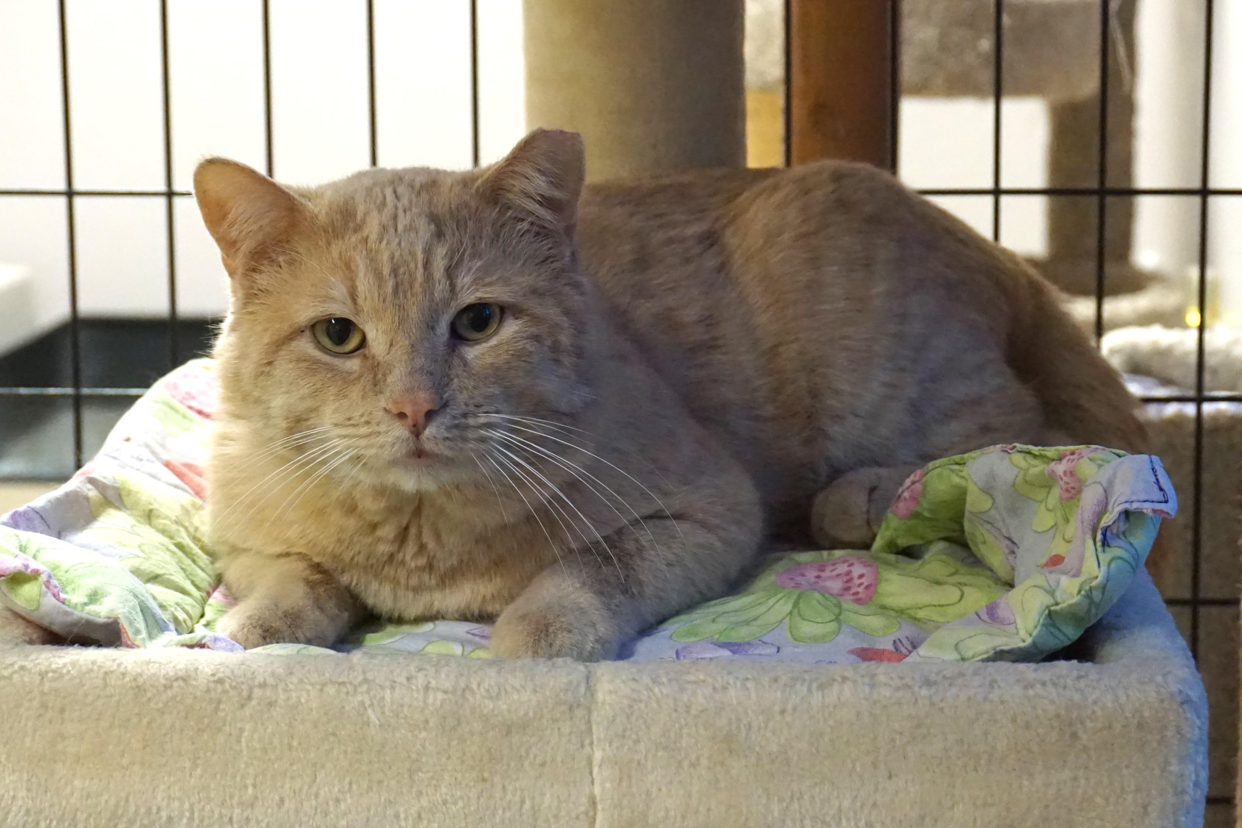 OCee, an adopted Domestic Short Hair in Fountain Hills, AZ image 4/5