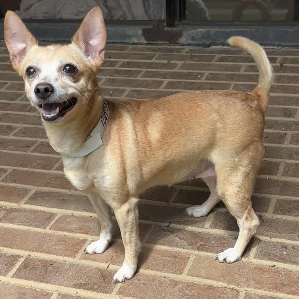 Enlarge Tempest, a Adoptable Chihuahua in Birmingham, AL image 1/2