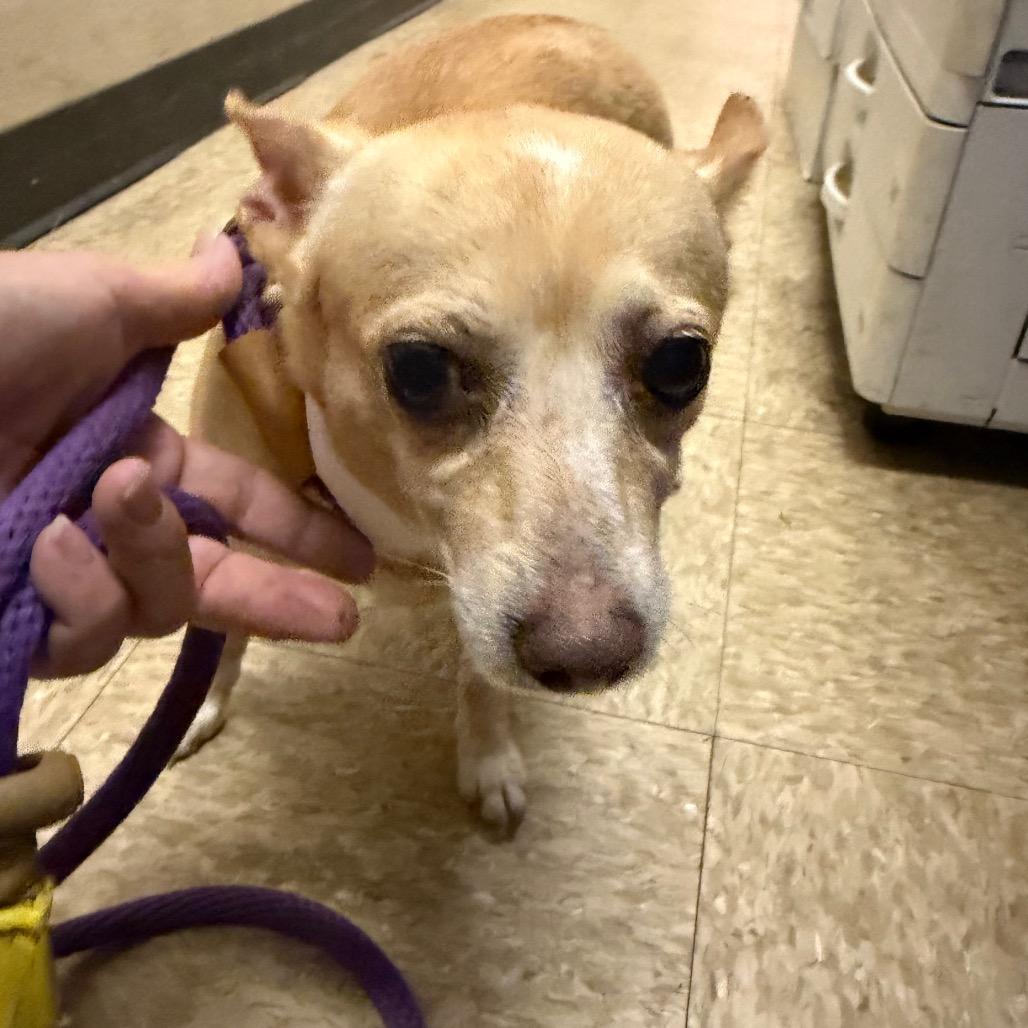 Enlarge Tempest, a Adoptable Chihuahua in Birmingham, AL image 2/2