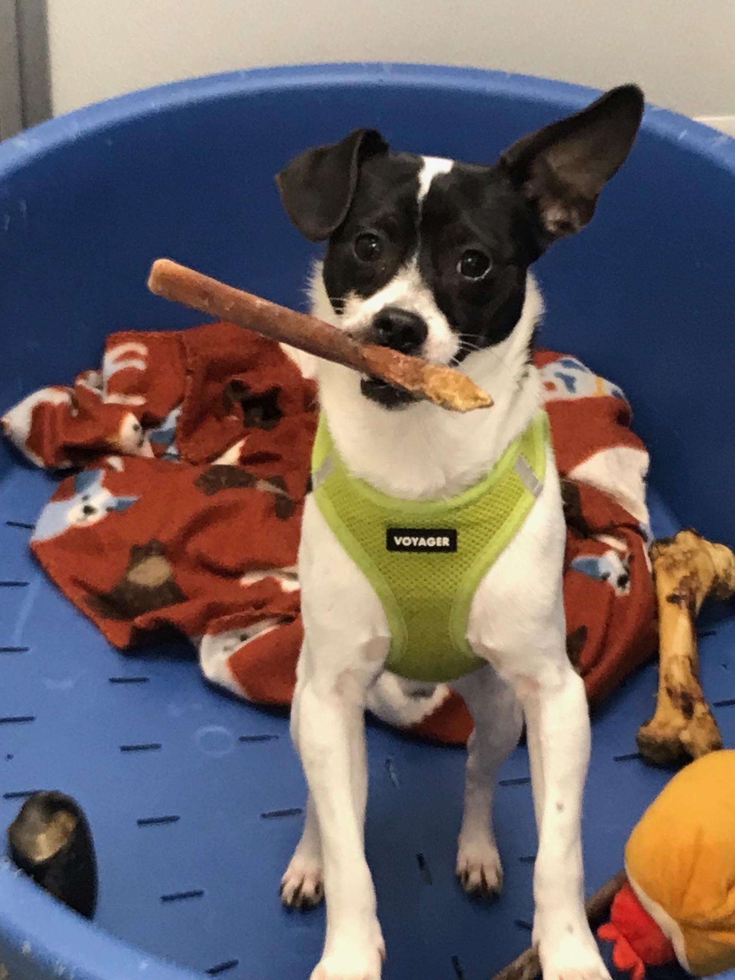 Columbo, ADOPTABLE, Adult Male Mixed Breed.