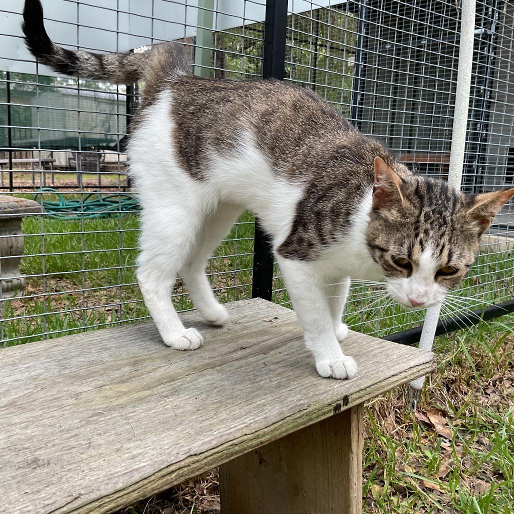 Patter, Adoptable, Young Female Domestic Short Hair.
