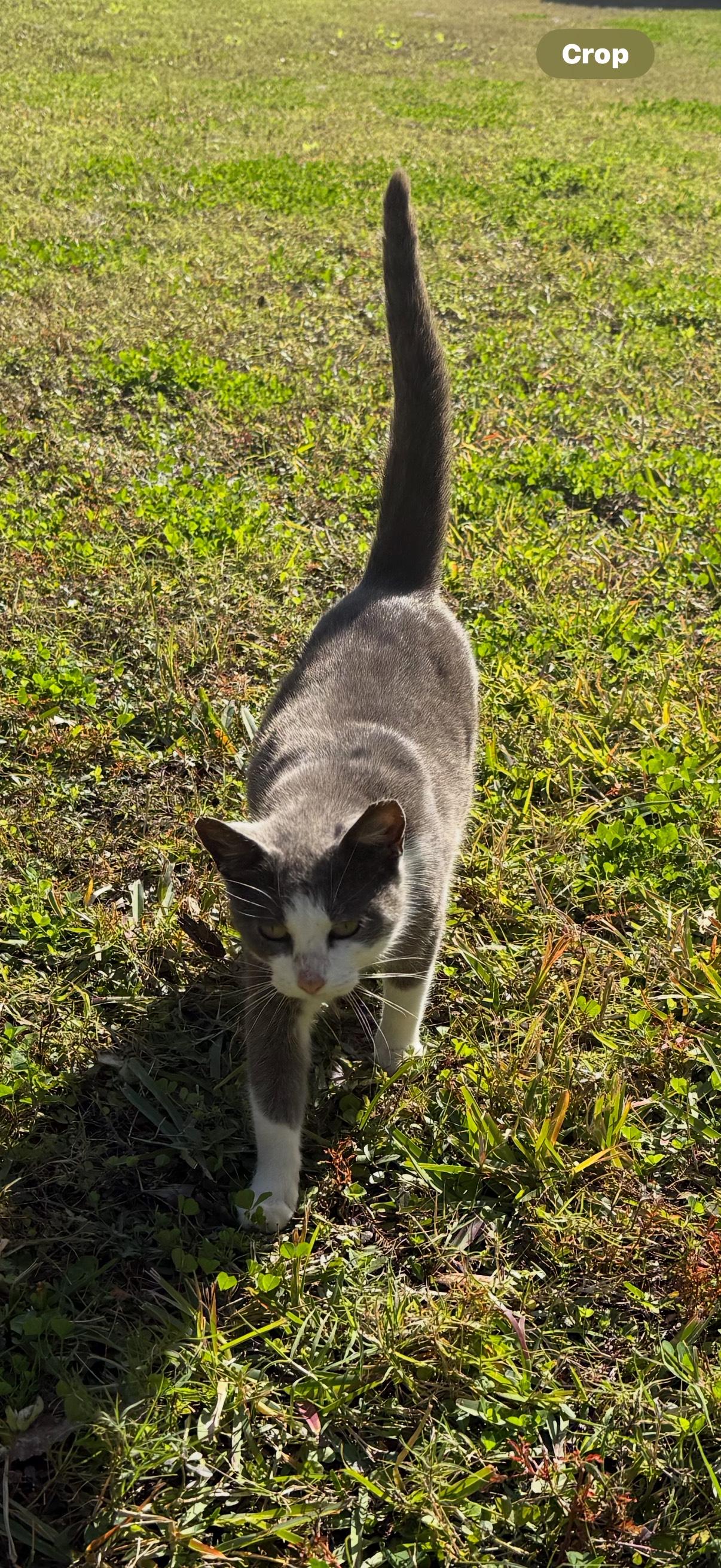 Enlarge Jean Grey, a Adoptable Domestic Short Hair in New Port Richey, FL image 1/1