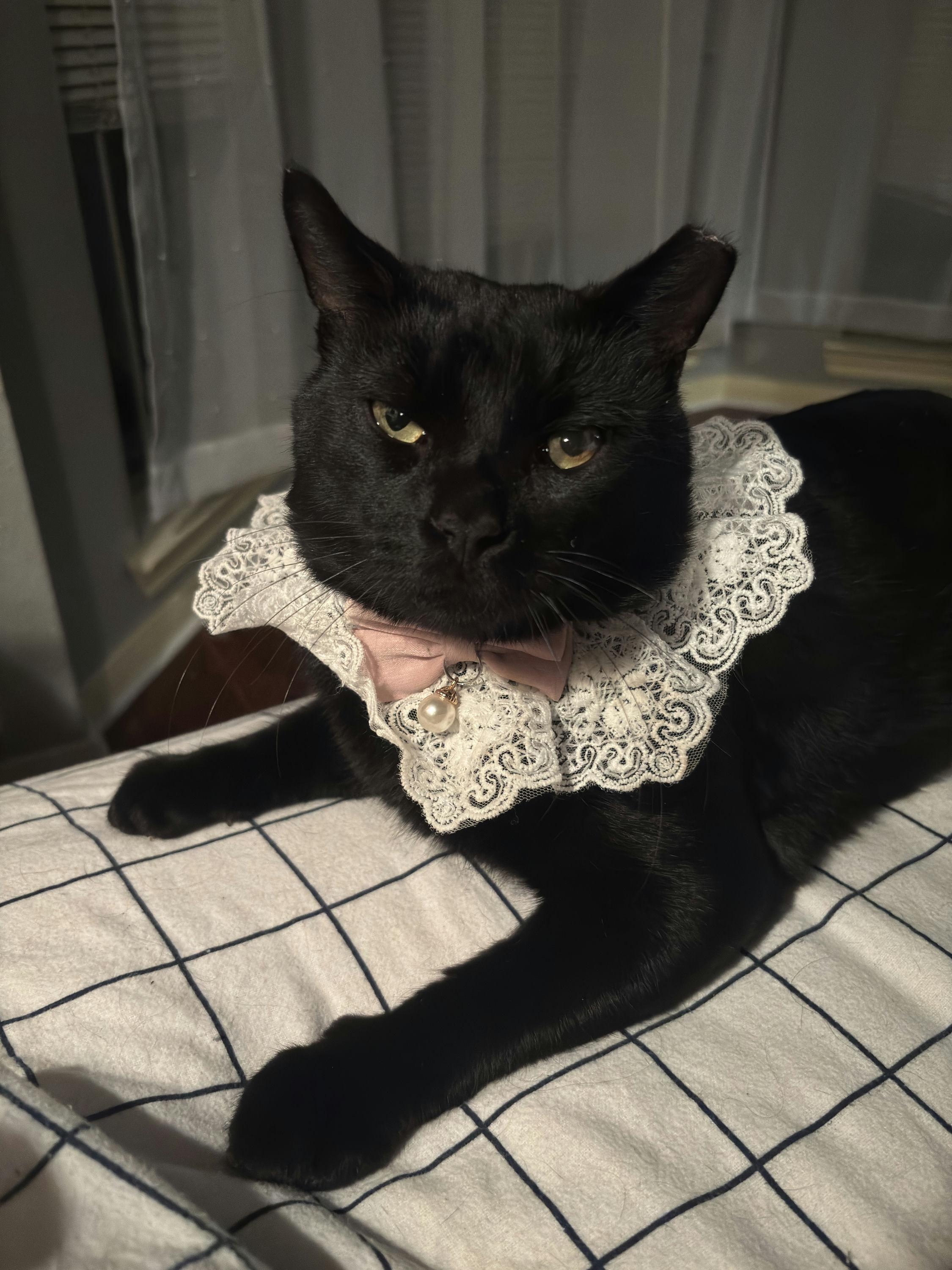 Enlarge Noirot, a ADOPTABLE Domestic Short Hair in Houston, TX image 2/6