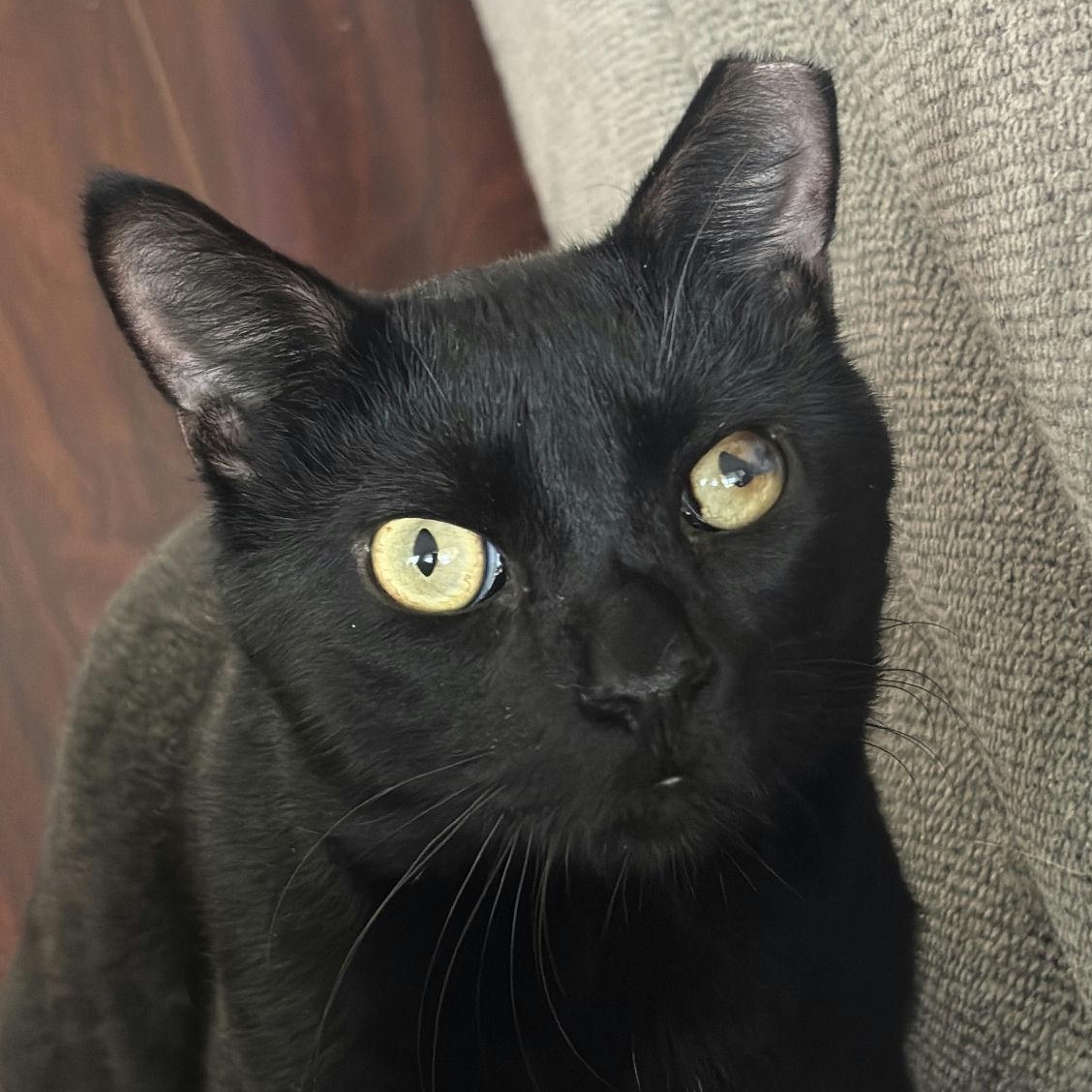 Enlarge Noirot, a ADOPTABLE Domestic Short Hair in Houston, TX image 1/6