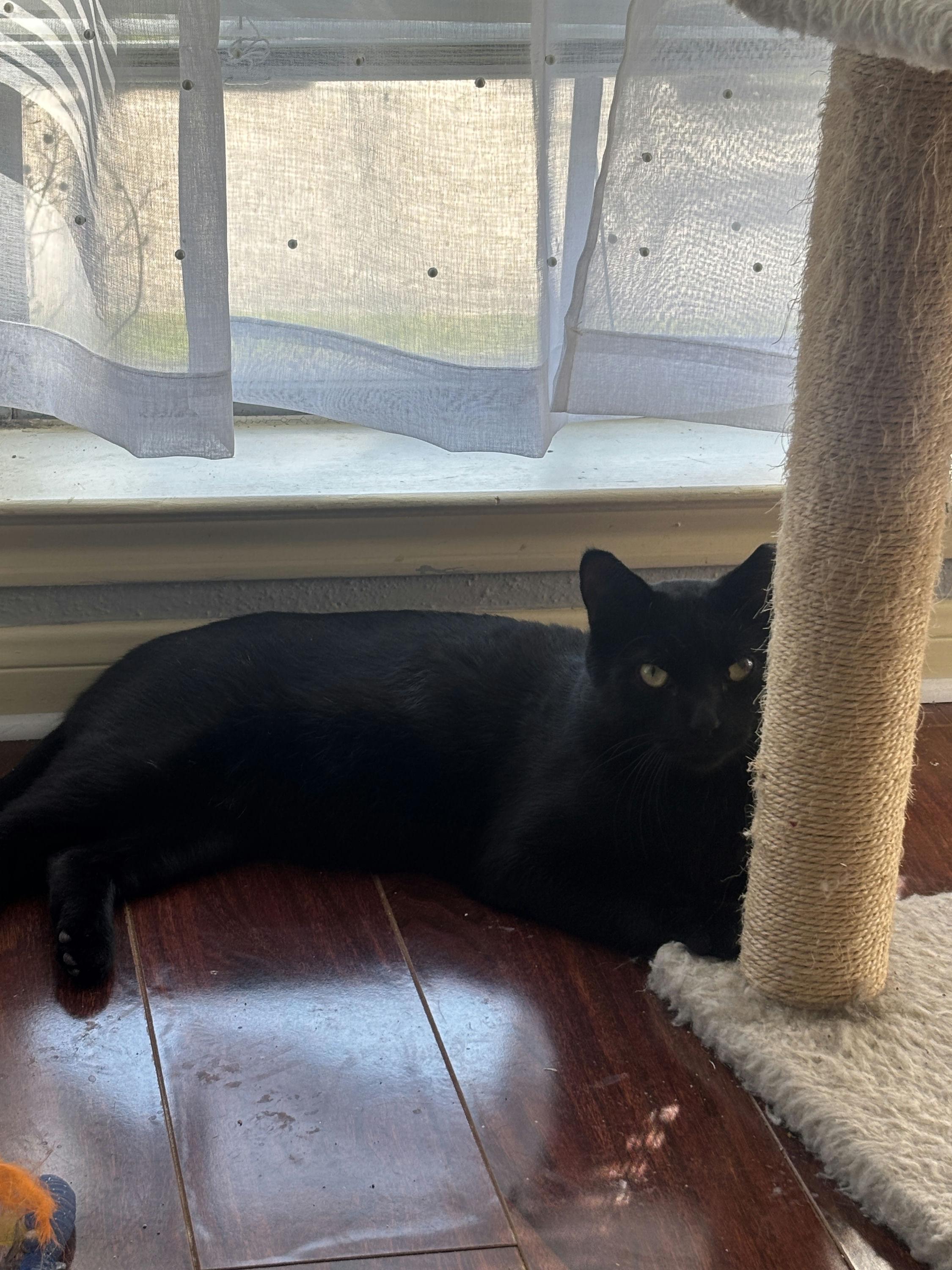 Enlarge Noirot, a ADOPTABLE Domestic Short Hair in Houston, TX image 5/6