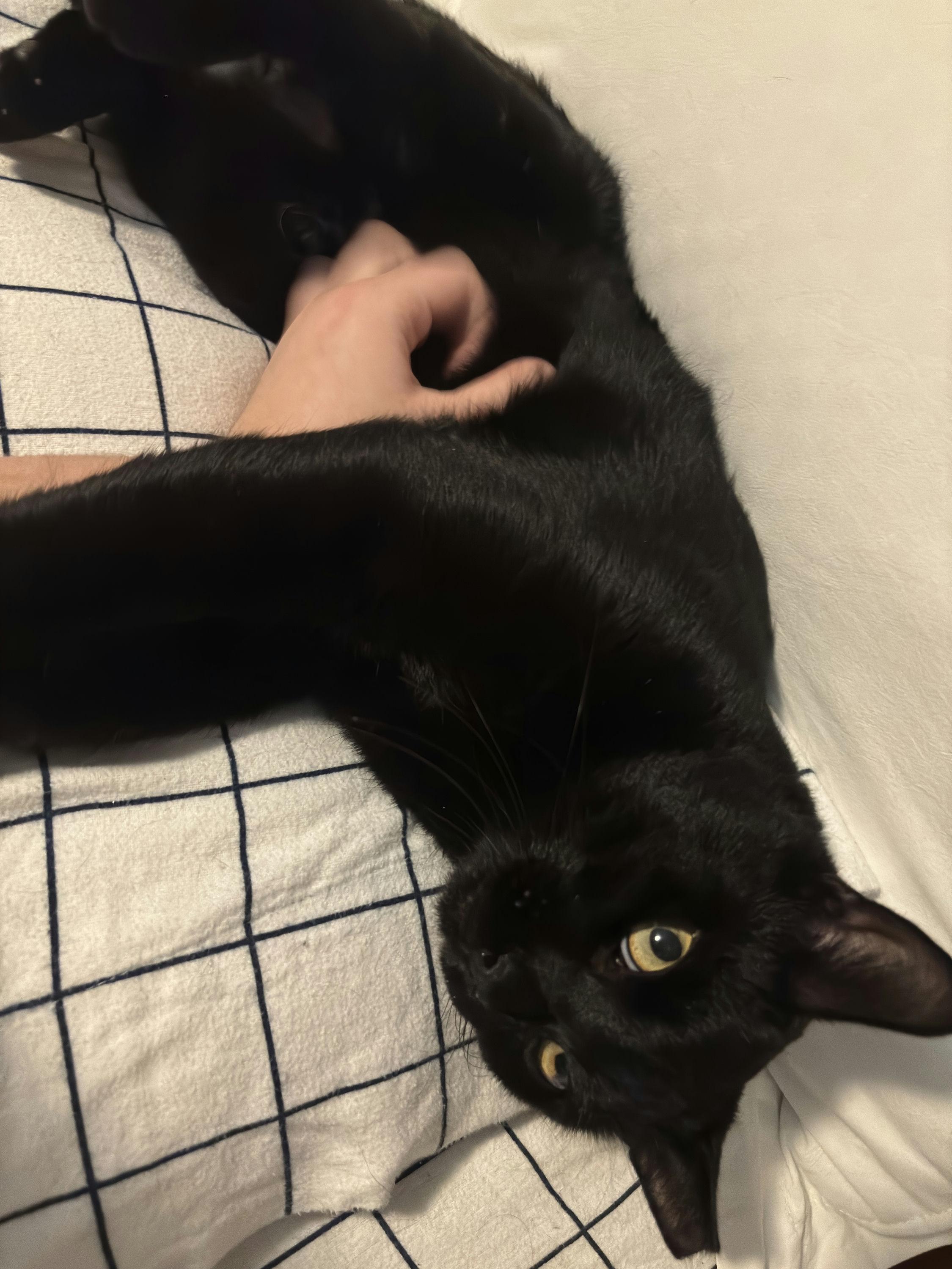 Enlarge Noirot, a ADOPTABLE Domestic Short Hair in Houston, TX image 6/6