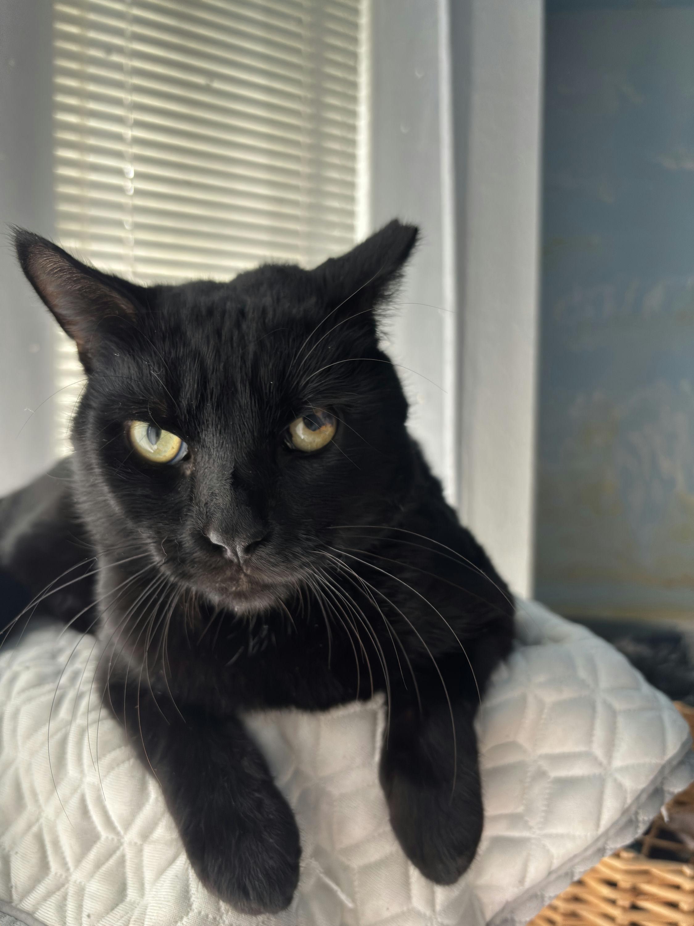 Enlarge Noirot, a ADOPTABLE Domestic Short Hair in Houston, TX image 4/6