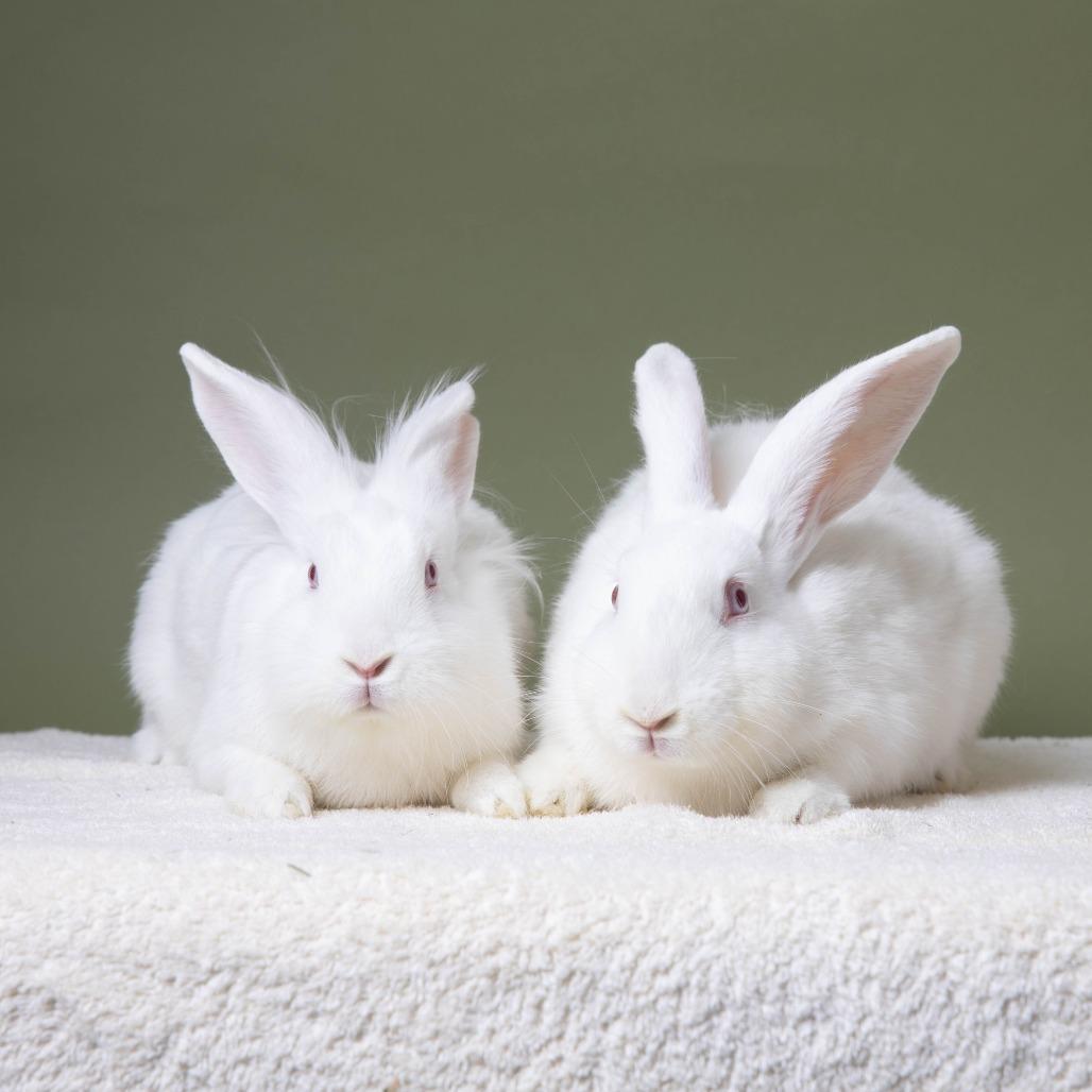 Enlarge Cora, a Adoptable American in Richmond, CA image 1/6