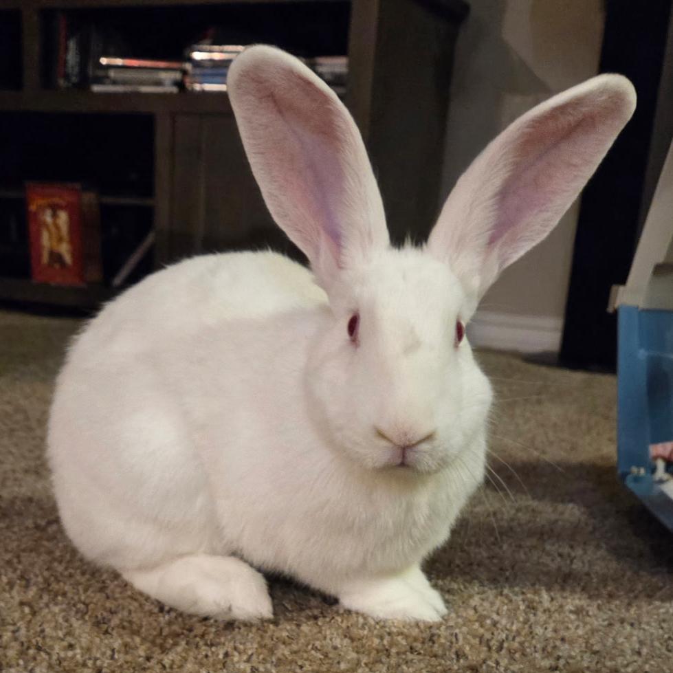 Enlarge Cora, a Adoptable American in Richmond, CA image 4/6