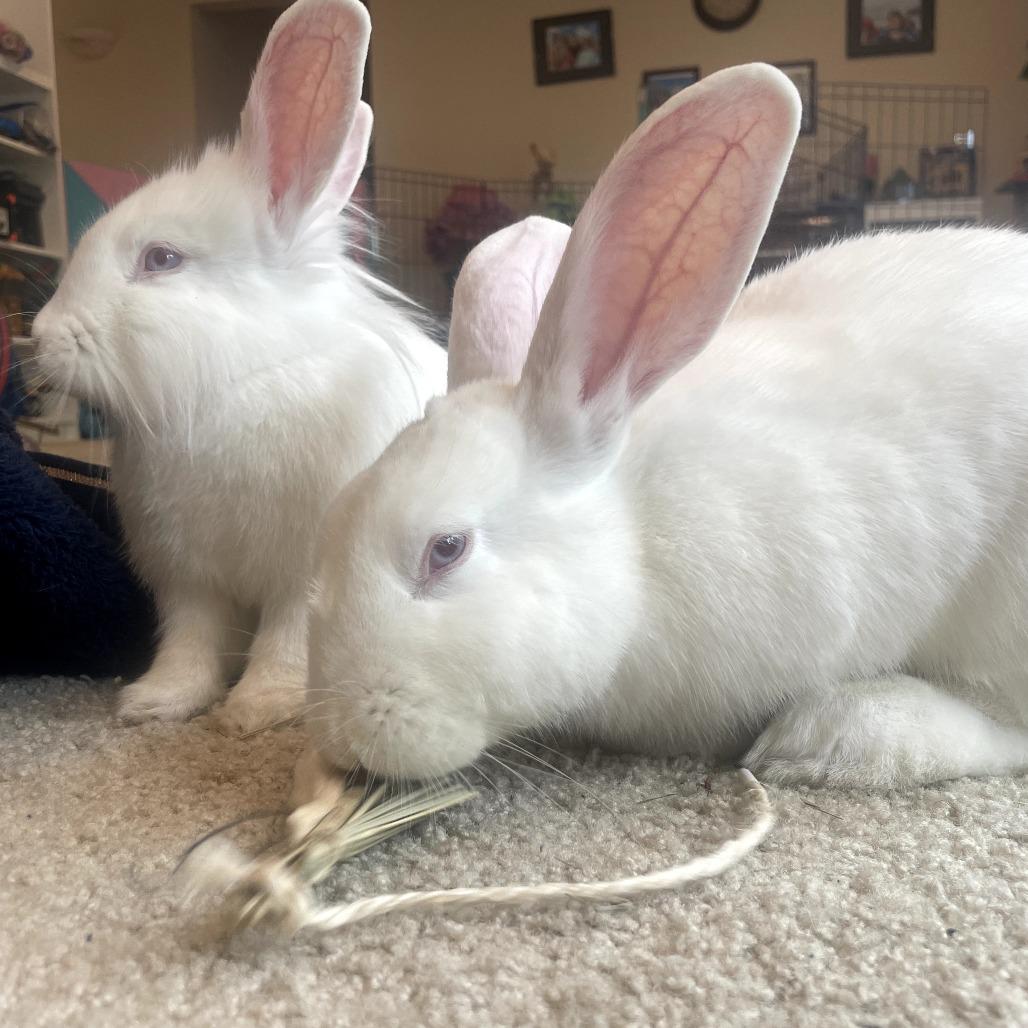 Enlarge Cora, a Adoptable American in Richmond, CA image 5/6