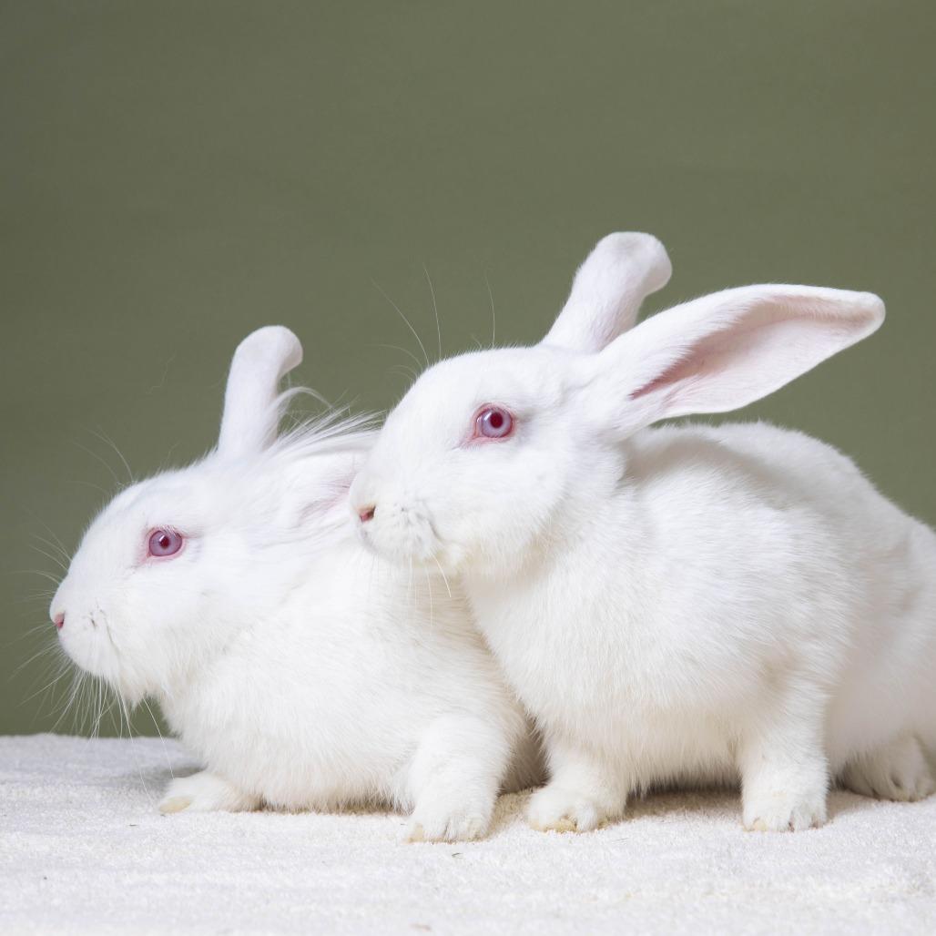 Enlarge Cora, a Adoptable American in Richmond, CA image 6/6