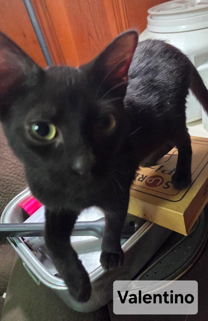 Valentino, Adoptable, Kitten Male Domestic Short Hair.