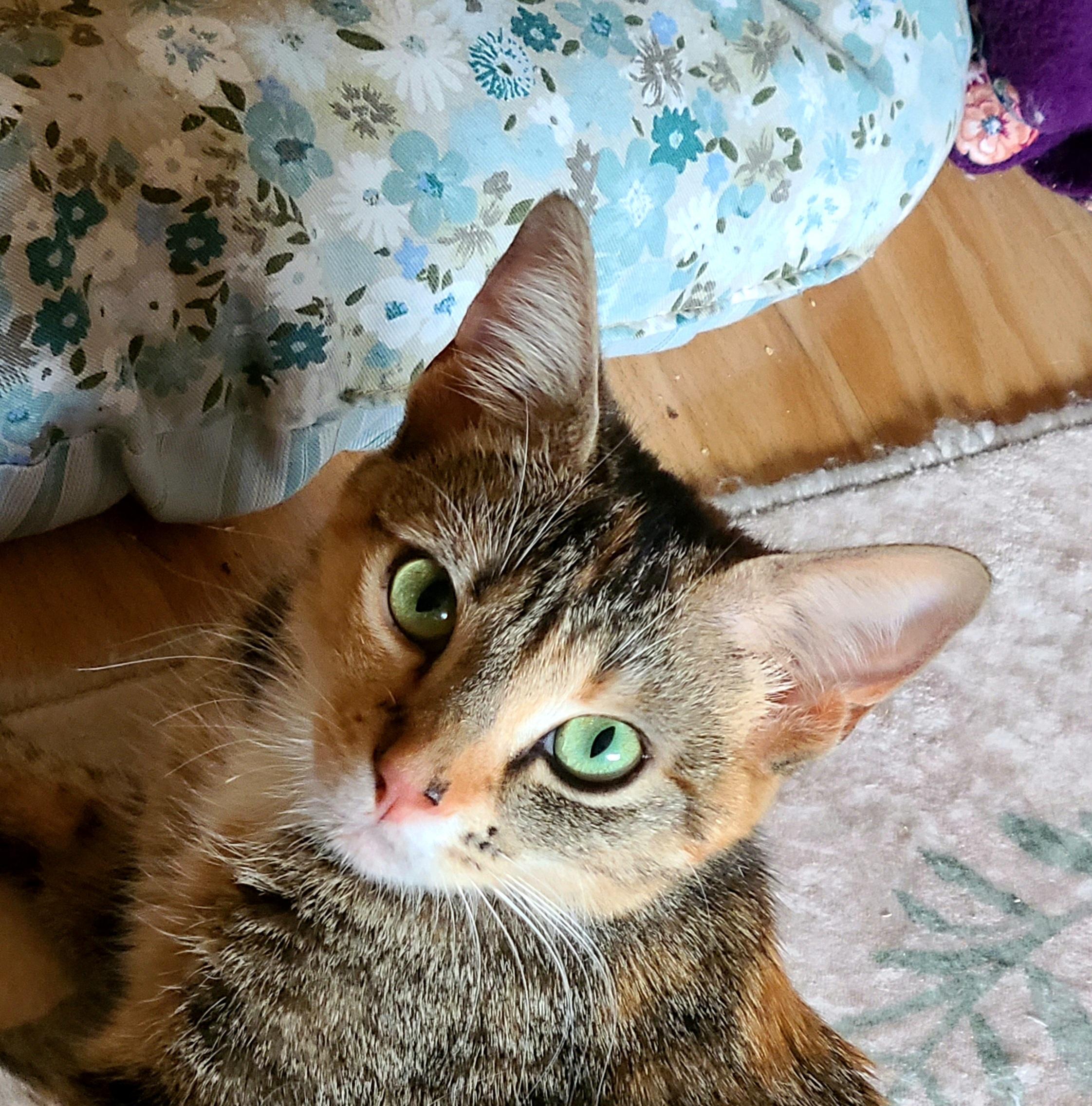 Quinn, adoptable, Adult Female Domestic Short Hair.