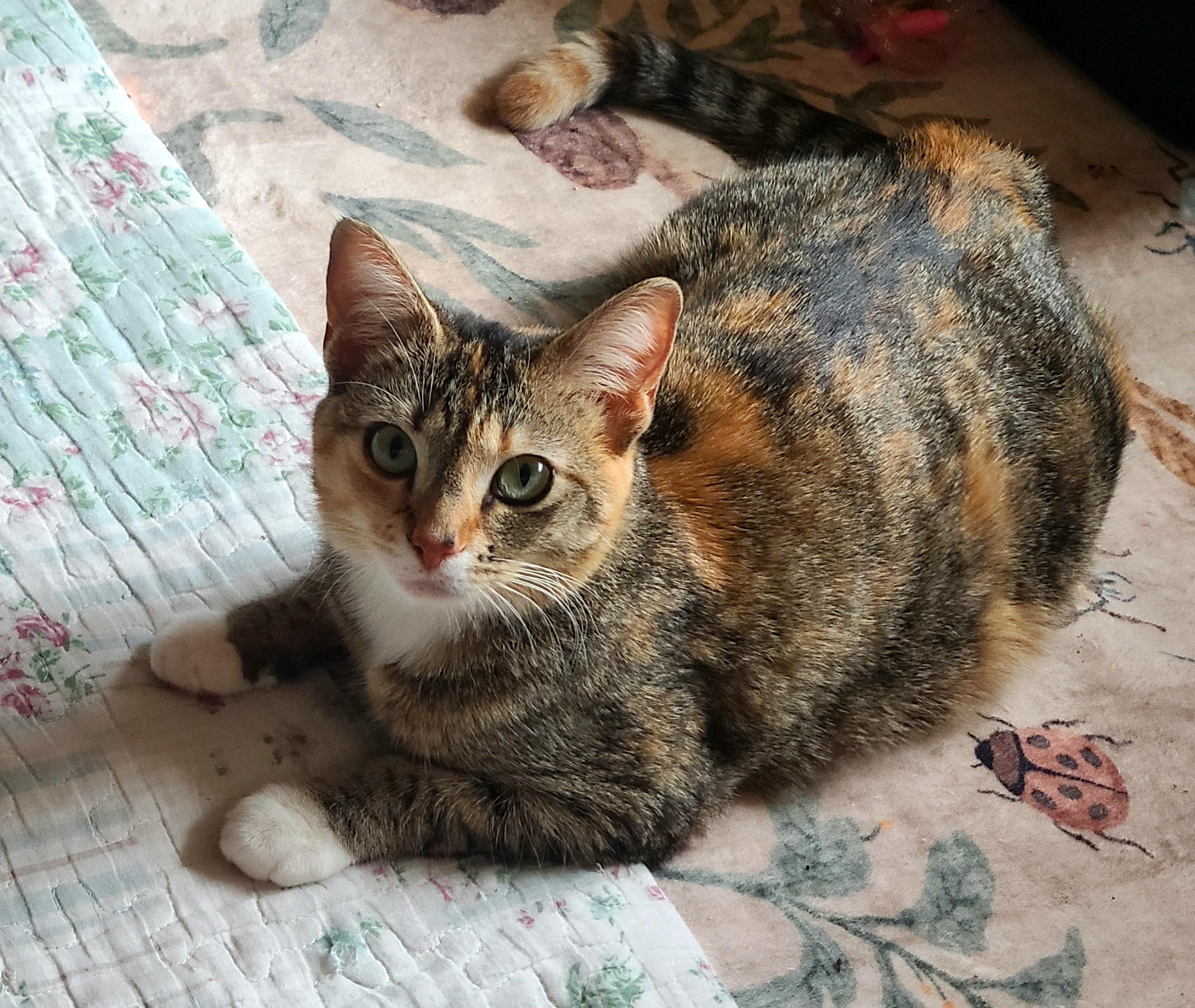 Quinn, an adoptable Domestic Short Hair in Kirkland, WA image 2/2