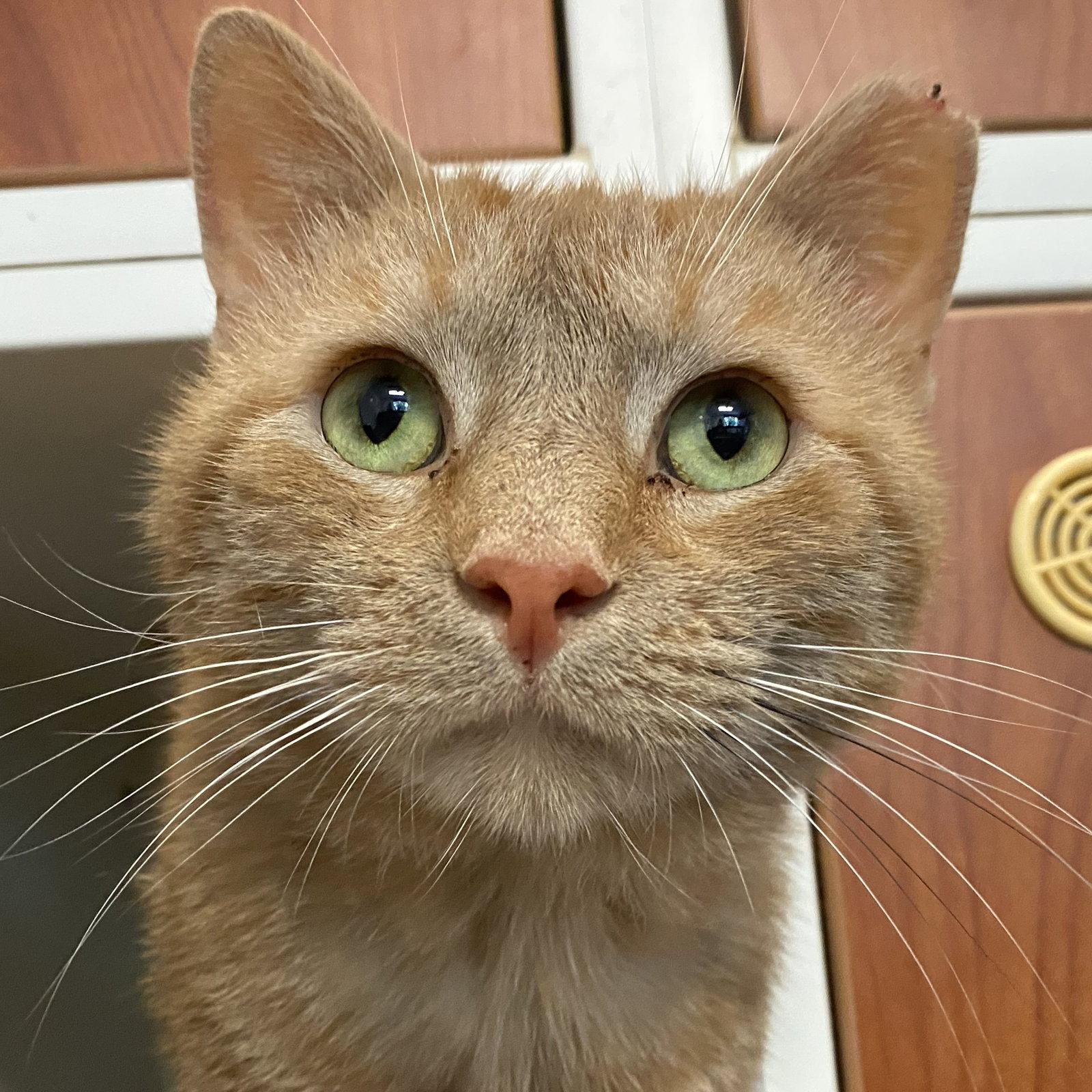 Homefry, Adoptable, Adult Male Domestic Short Hair.