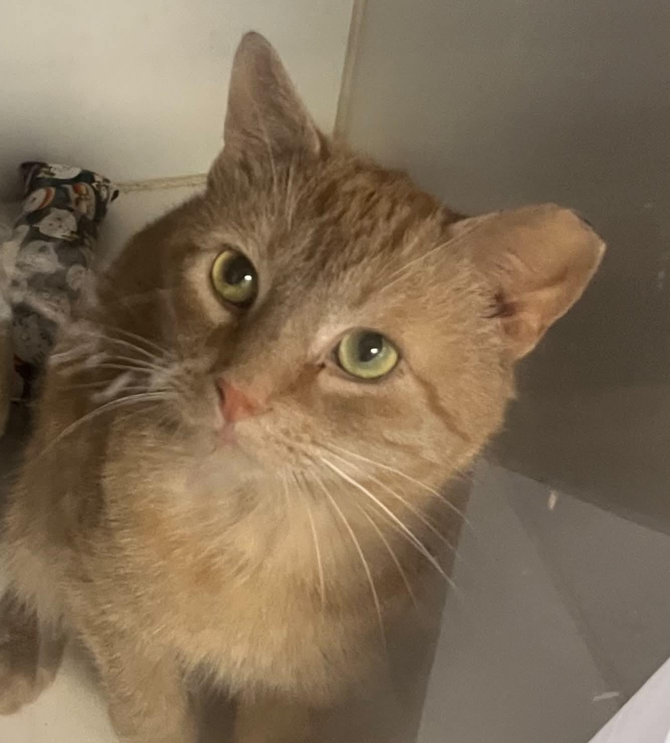 Enlarge Homefry, a Adoptable Domestic Short Hair in Gettysburg, PA image 2/3