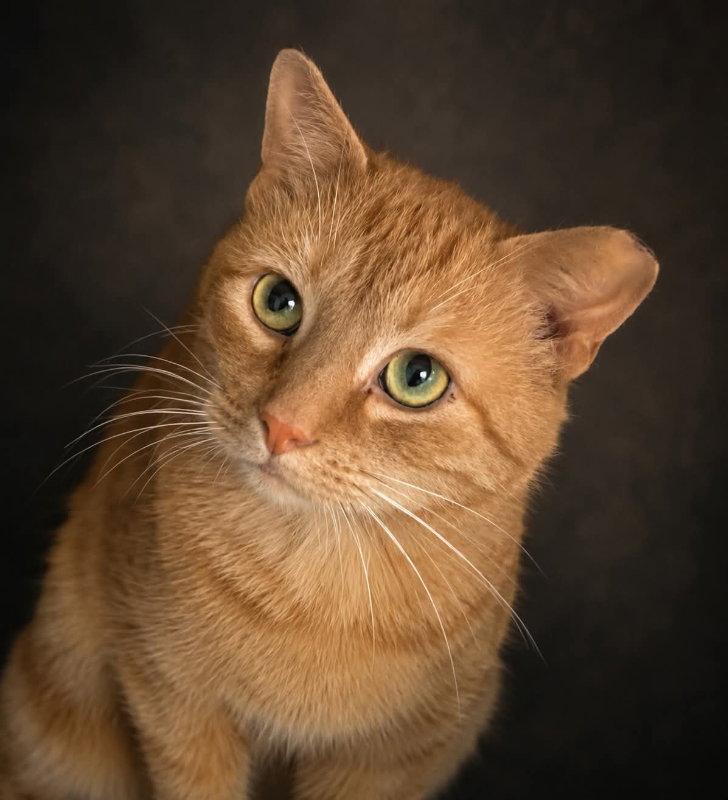 Enlarge Homefry, a Adoptable Domestic Short Hair in Gettysburg, PA image 3/3
