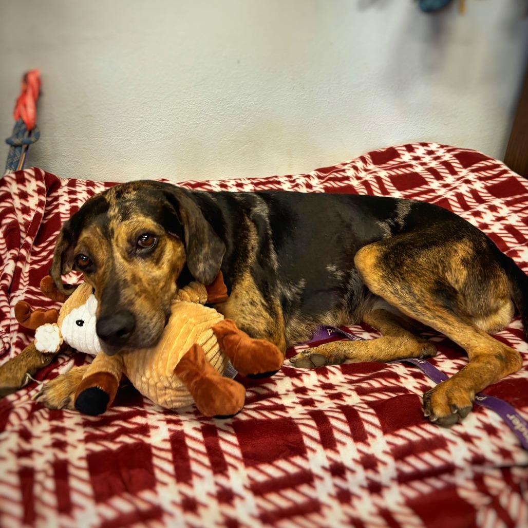 Bonnie, Adoptable, Adult Female Hound & Catahoula Leopard Dog.