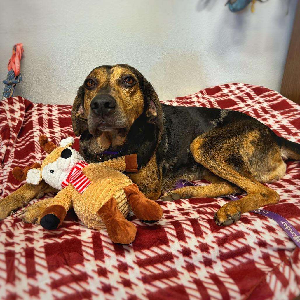 Bonnie, Adoptable, Adult Female Hound & Catahoula Leopard Dog.