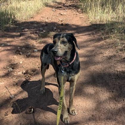 Bonnie, a Adoptable mixed breed in Durango, CO image 2/2