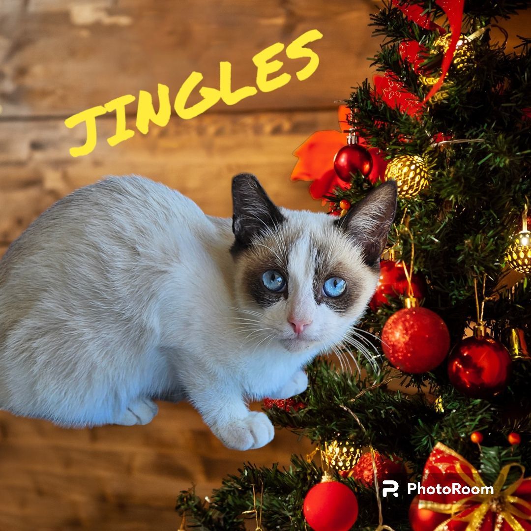 Enlarge Jingles, a Adopted Snowshoe in Lone Oak, TX image 3/3