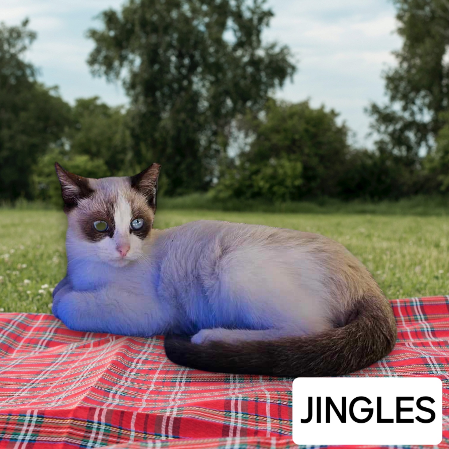 Enlarge Jingles, a Adopted Snowshoe in Lone Oak, TX image 1/3