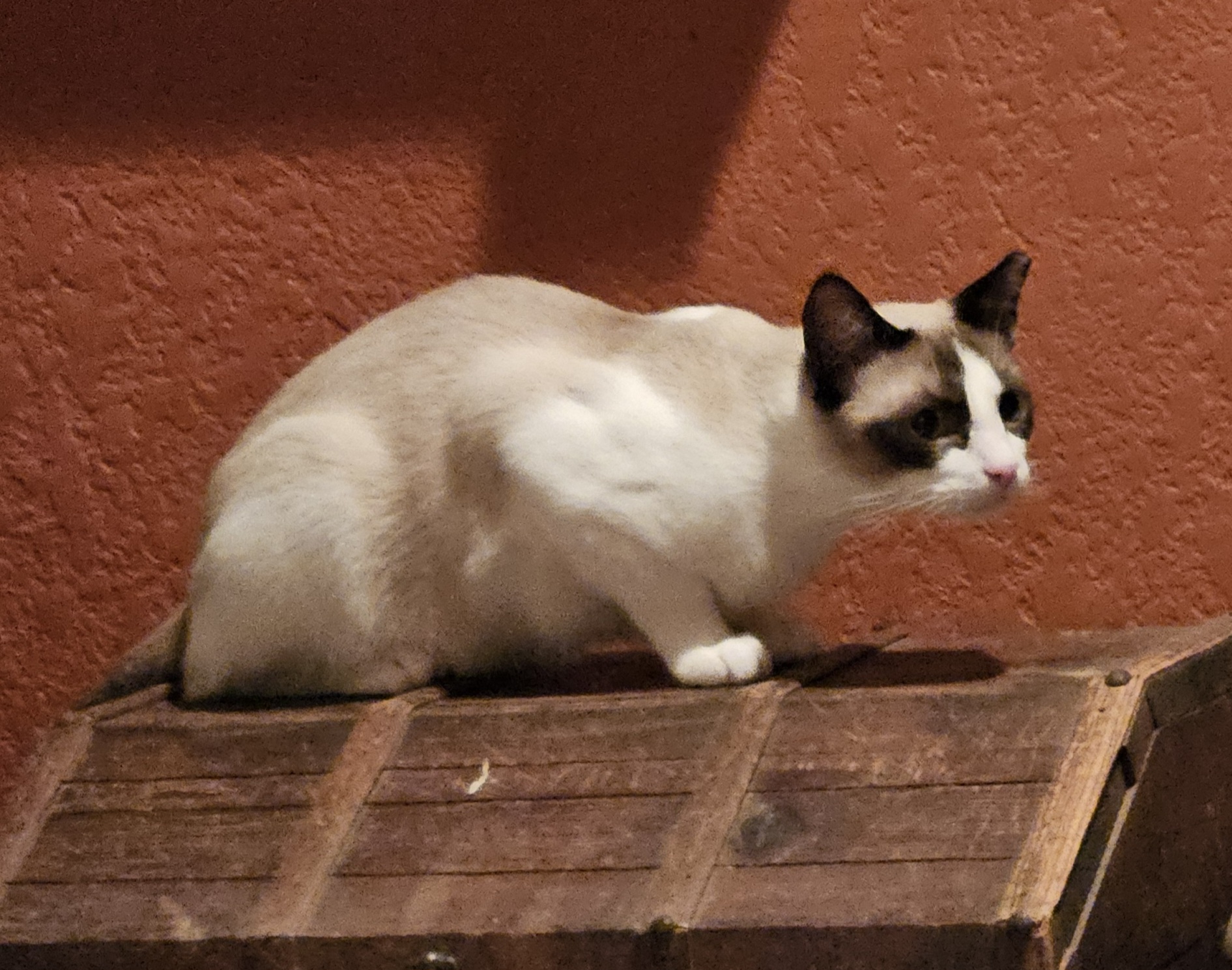 Enlarge Jingles, a Adopted Snowshoe in Lone Oak, TX image 2/3