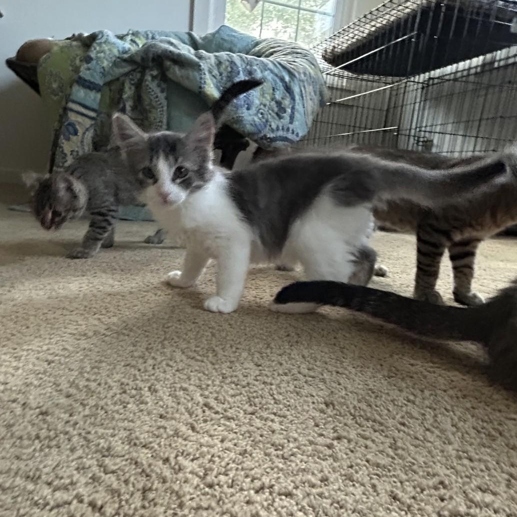 Harry, an adopted Domestic Medium Hair in Springdale, AR image 5/5