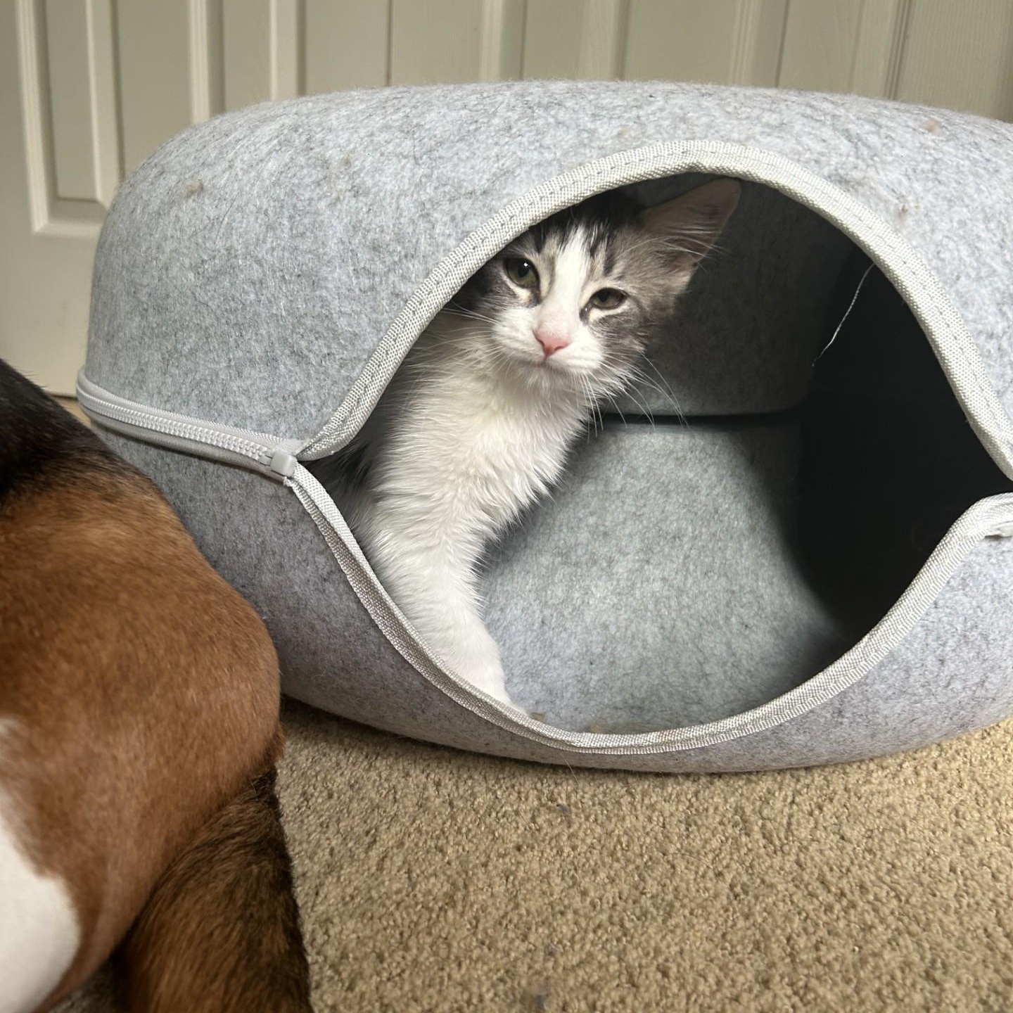 Harry, an adopted Domestic Medium Hair in Springdale, AR image 3/5