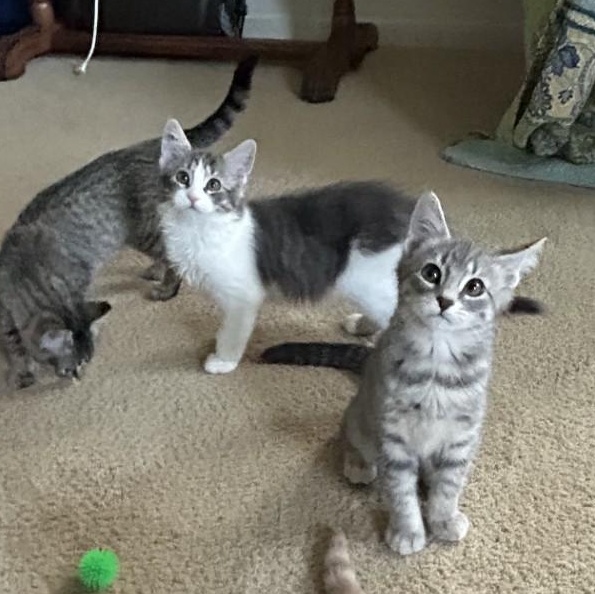 Harry, an adopted Domestic Medium Hair in Springdale, AR image 2/5