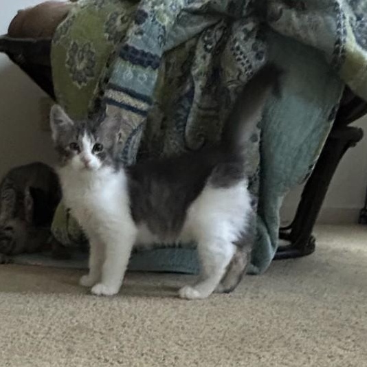 Harry, an adopted Domestic Medium Hair in Springdale, AR image 4/5