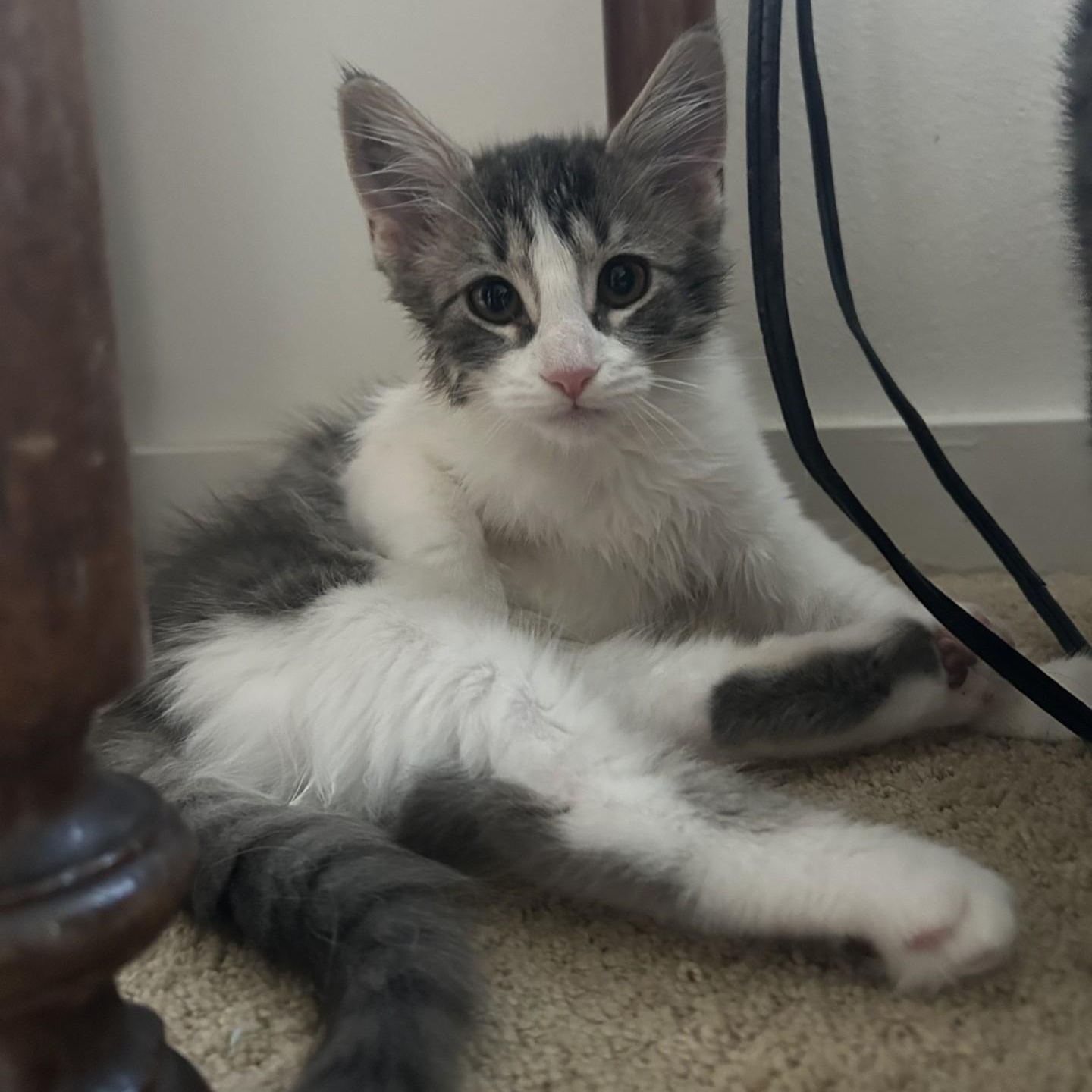 Harry, adopted, Kitten Male Domestic Medium Hair.