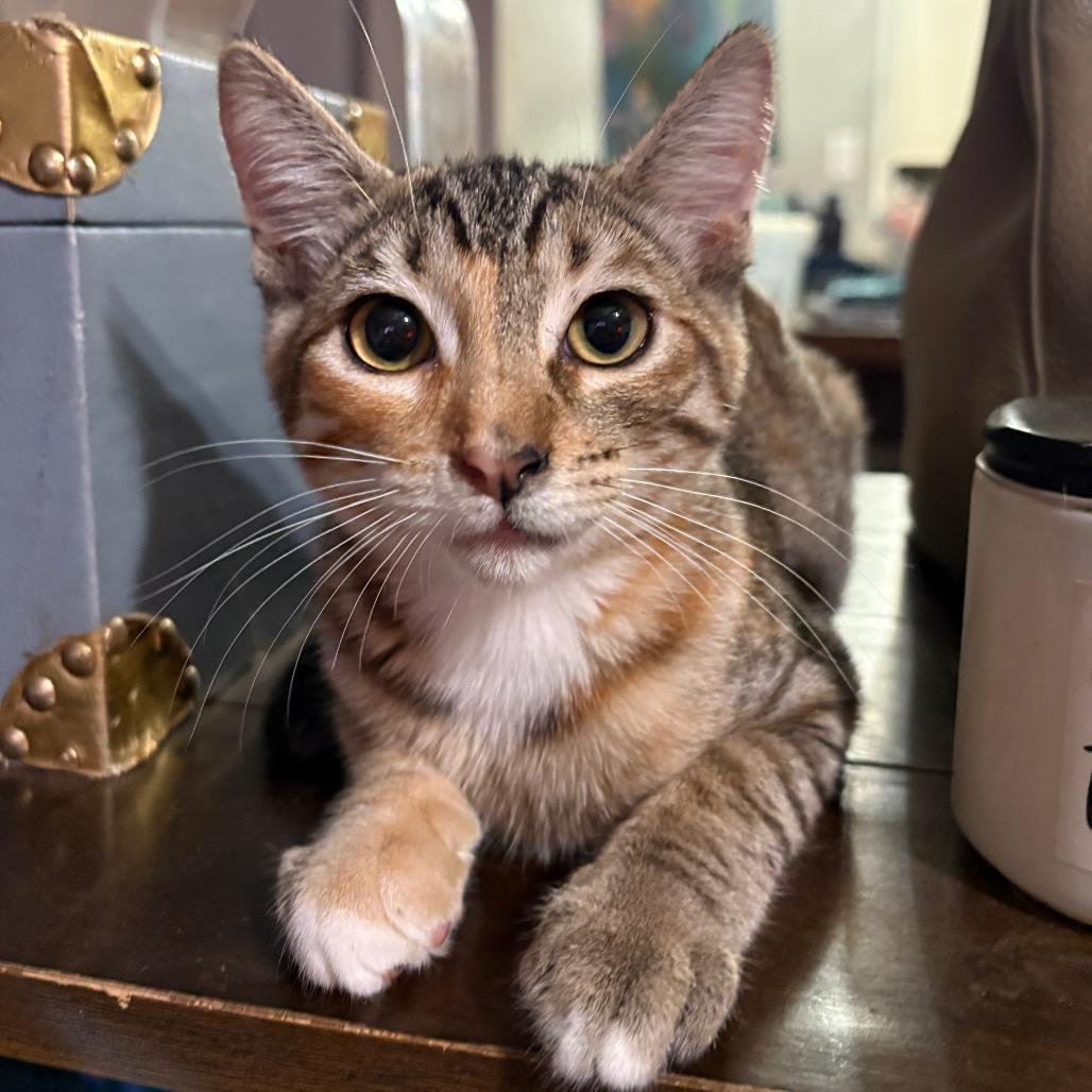 Enlarge Tilla, a Adoptable Domestic Medium Hair in Long Beach, CA image 1/5