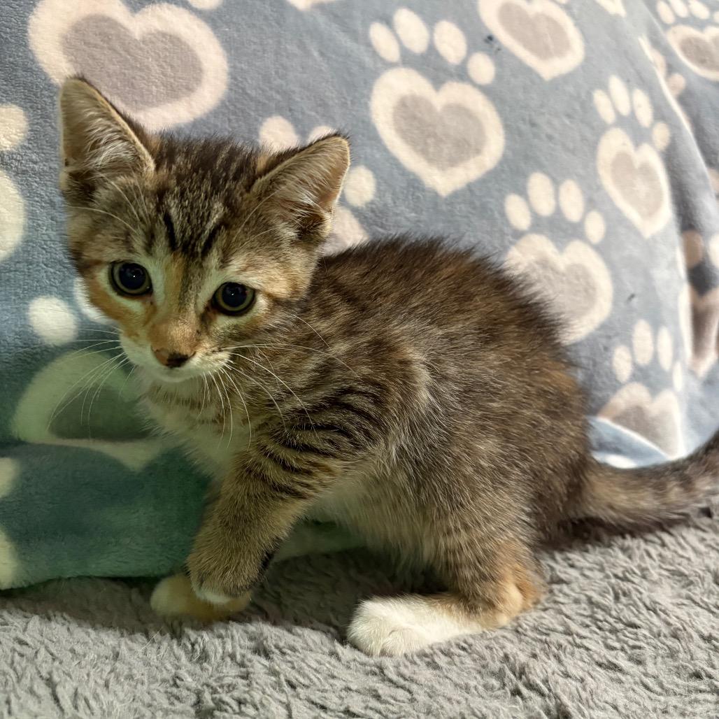 Enlarge Tilla, a Adoptable Domestic Medium Hair in Long Beach, CA image 2/5