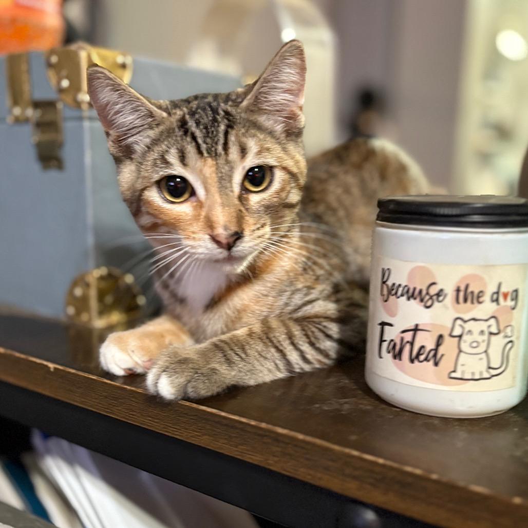 Enlarge Tilla, a Adoptable Domestic Medium Hair in Long Beach, CA image 5/5