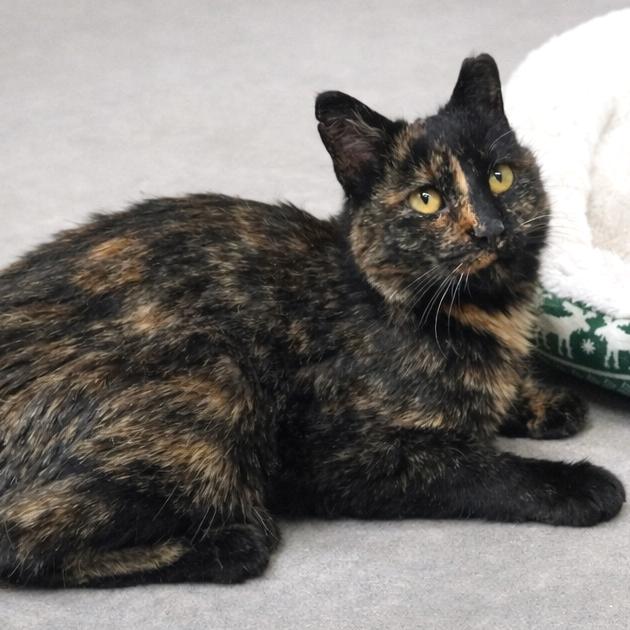 Sophie — thumbnail 2