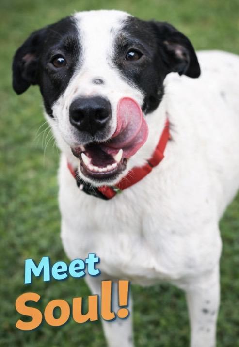 Enlarge Soul Sol, a ADOPTABLE mixed breed in Carver, MA image 2/2