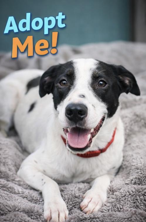 Enlarge Soul Sol, a ADOPTABLE mixed breed in Carver, MA image 1/2