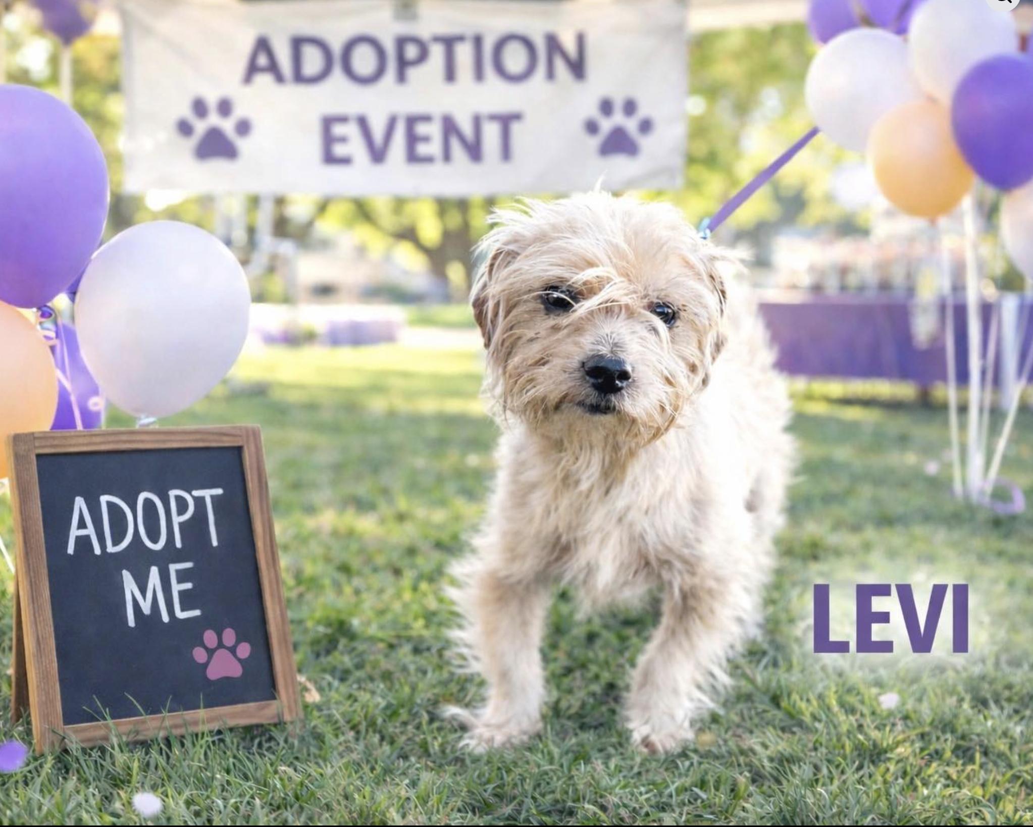 Enlarge Levi, an adopted mixed breed in Rocky Hill, CT image 1/4