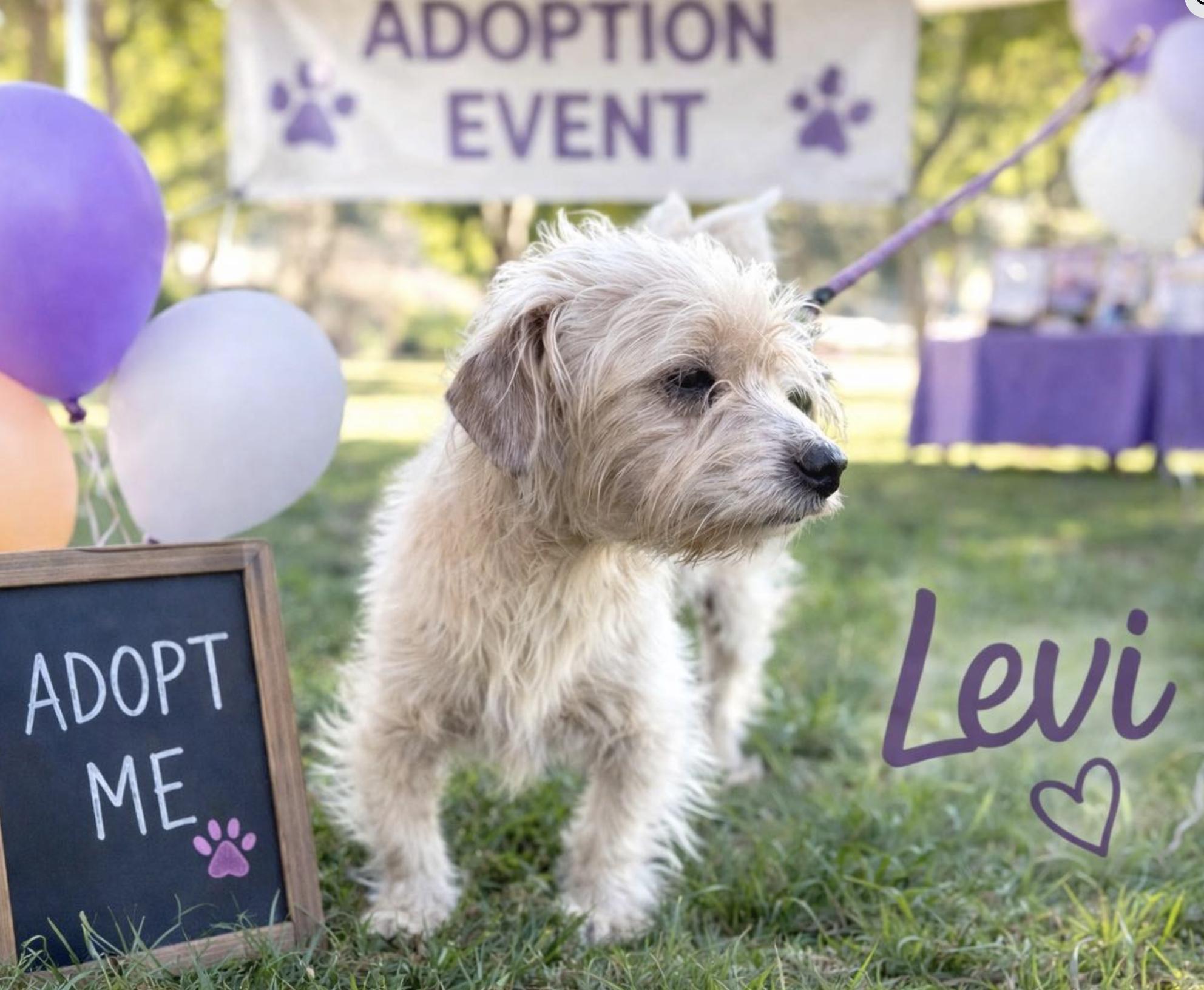 Enlarge Levi, an adopted mixed breed in Rocky Hill, CT image 2/4