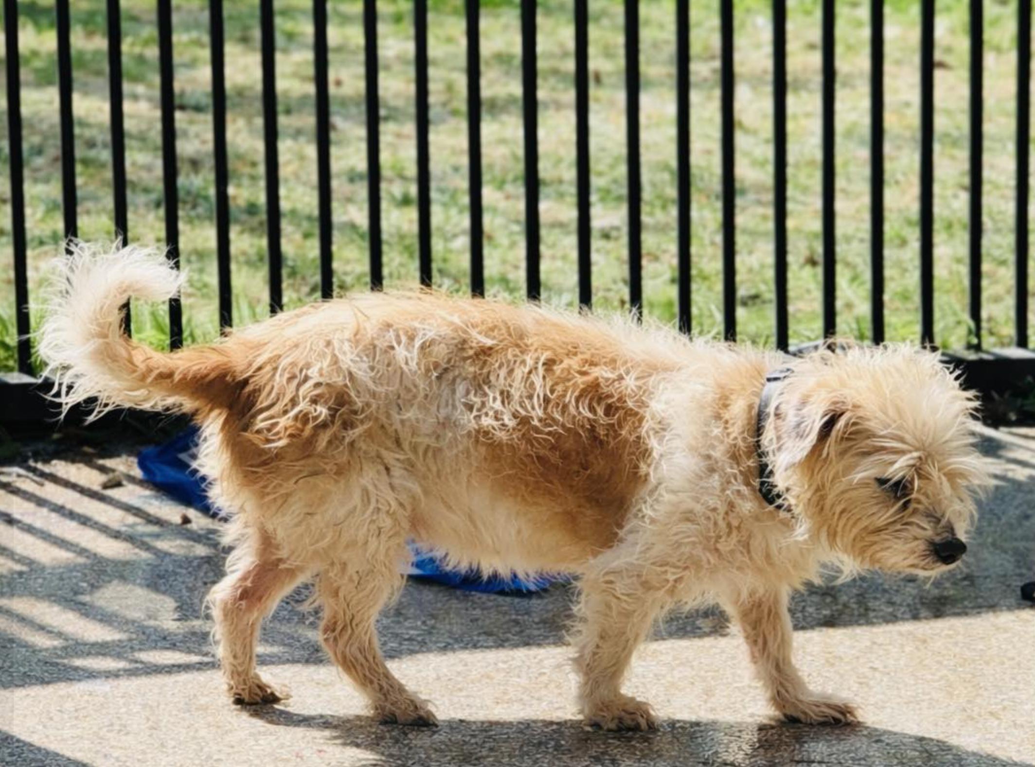 Enlarge Levi, an adopted mixed breed in Rocky Hill, CT image 4/4